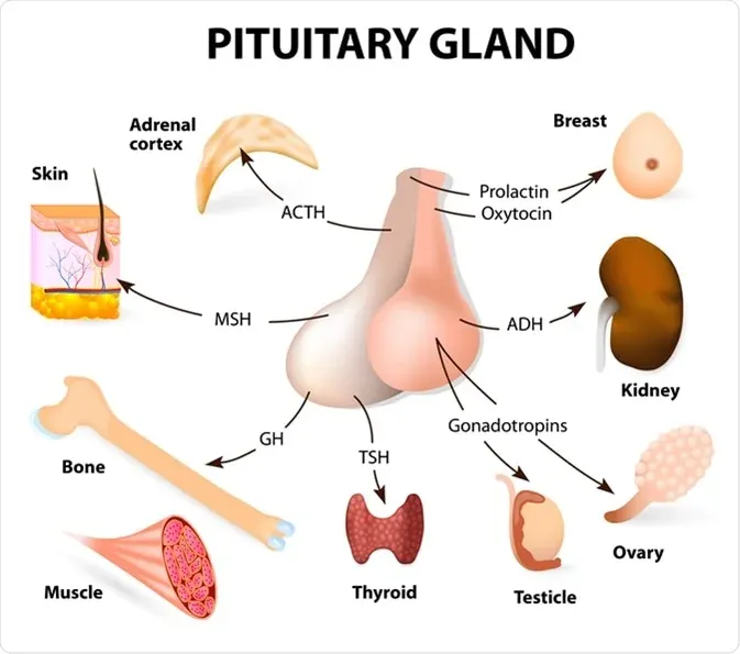 Role of pituitary hormones